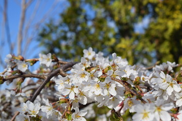 Blooming white cherry tree