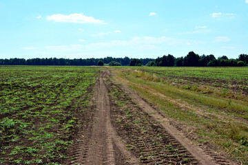 Fototapeta na wymiar agricultural field with track imprint on dirty ground going to horizon with blue sky 
