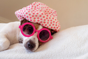 happy jack russell terrier in pink sunglasses and pink beanie resting on the couch