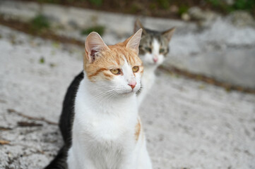 Cats on the wall in the city. Street cats. 
