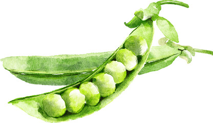Peas hand drawn watercolor painting isolated on white background © Pure Stock