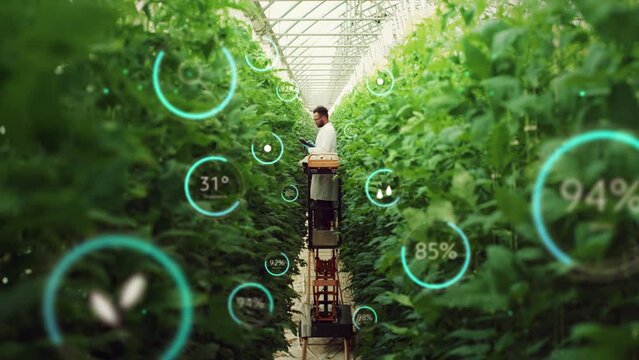 Male Bioengineer Inspecting Growth Of Crops On Modern Vertical Farm. Man Cultivates Organic Food or Plants In Technologically Advanced Greenhouse. VFX Infographics Animation Showing Statistics, Data.