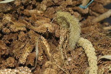 Varieties of Millet 