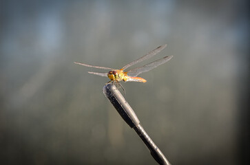 A dragonfly sat on the tip of the car antenna