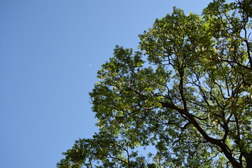 green tree with blue sky background and crescent moon