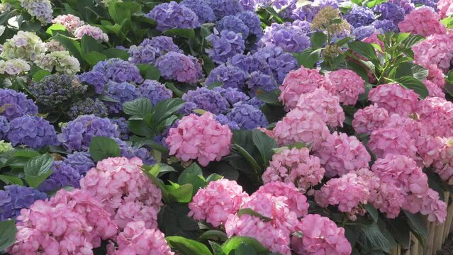 blooming pink purple hydrangea flower field garden horticulture