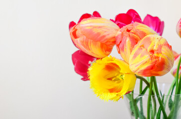 red and yellow tulips