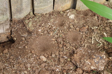 Close up of antlion larva's house, showcasing intricate sand patterns and the small pit trap created for catching prey