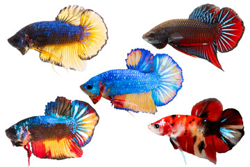 Colorful, Macro closeup of Set Plakat betta fish, Siamese fighting fish, isolated on transparent background	