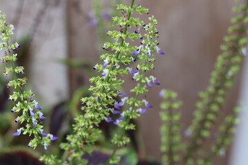 Close-up of the flowering spikes of Isodon japonicus with small pale purple flowers. Herbaceous plant.