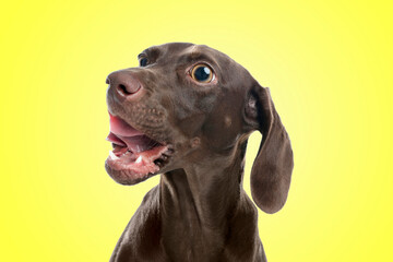 Cute surprised German Shorthaired Pointer dog with big eyes and open mouth on yellow background