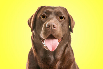 Cute surprised Chocolate labrador retriever dog with big eyes on yellow background