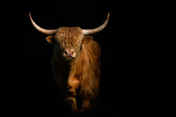 highland cow with horns, landscape format and isolated background - obrazy, fototapety, plakaty