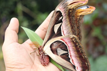 captures the beauty of the Attacus Atlas or Atlas Moth, one of the largest moths in the world, being held delicately in a human hand. perfect for use in scientific or educational materials.