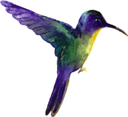 Hummingbird purple in flight. Vector illustration. 