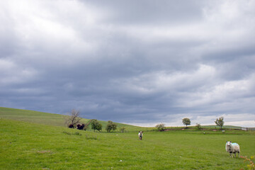 Sheep grazing in a field