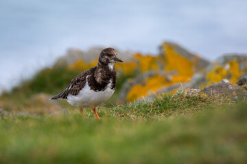 Turnstone (Arenaria interpres) on grass by the sea. Selective focus on bird
