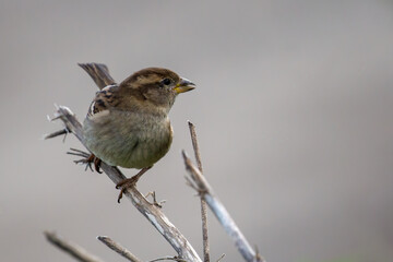Fototapeta premium Female House sparrow (Passer domesticus) perched on twigs with blurred background
