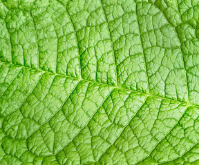 Natural background. The green leaf of the plant. Close-up. Macro background. View from above. Spring background. Space for text. Copy space