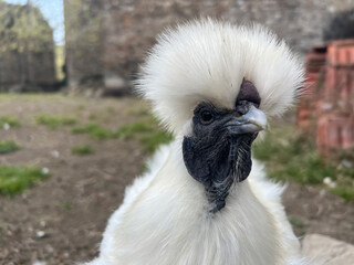 Beautiful white hen of Japanese breed of free range white crested and black face