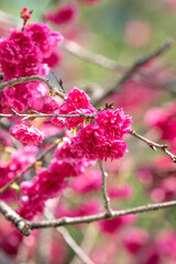 Beautiful Yae Sakura Cherry Blossom blooming in Taiwan.