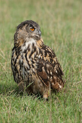 A portrait of an adult Eurasian Eagle Owl resting in a meadow
