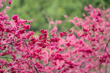 Beautiful Yae Sakura Cherry Blossom blooming in Taiwan.