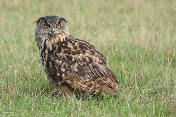 A portrait of an adult Eurasian Eagle Owl resting in a meadow

