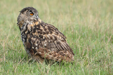 A portrait of an adult Eurasian Eagle Owl resting in a meadow
