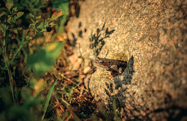 A brown frog is sitting in a house in a granite stone.A frog in the forest in summer.