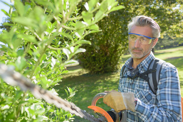 middle age man cutting a hedge