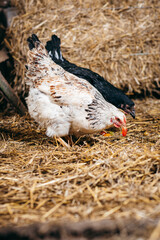 Group of chickens in coop