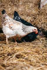 Group of chickens in coop