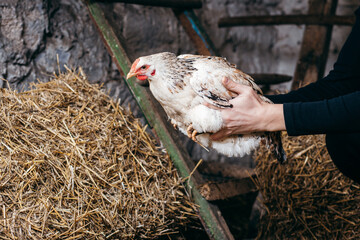Group of chickens in coop