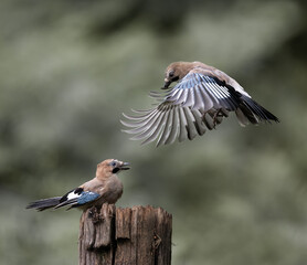 Jays Fighting