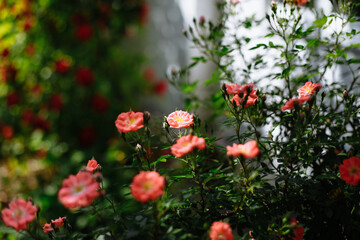 A bush of red roses in the garden
