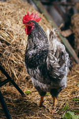 Chicken stay in coop with straw