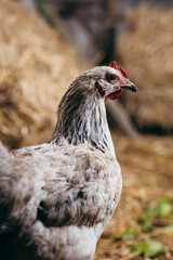 Chicken stay in coop with straw