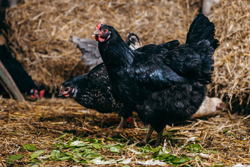 Group of chickens in coop