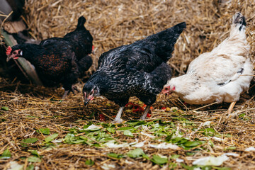 Group of chickens in coop