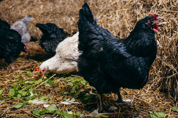 Group of chickens in coop