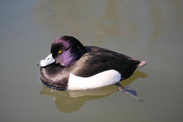 日本、神奈川県、池を泳ぐキンクロハジロ