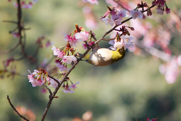 日本、神奈川県、冬、寒桜とメジロ
