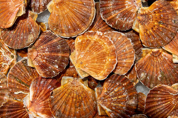 Scallops mussels on fish market