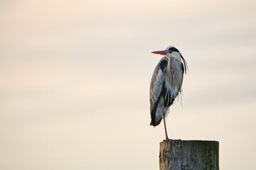 Rheier sits on the anchor post in the port