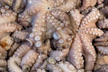 fresh octopus on fish market