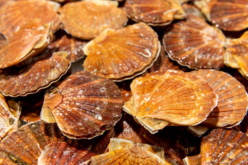 Scallops mussels on fish market