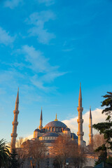 Fototapeta na wymiar Islamic vertical photo. Sultanahmet or Blue Mosque at sunrise.