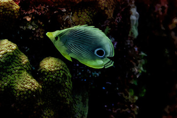 Digitally created watercolor painting of a pair of wild Butterfly Fish swimming over a coral reef © Focused Adventures
