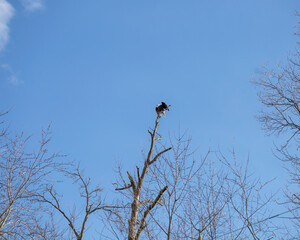 Eagles near Alton Il